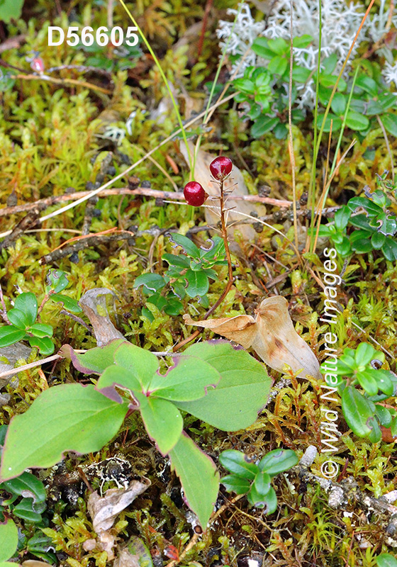 Canada Mayflower (Maianthemum canadense)